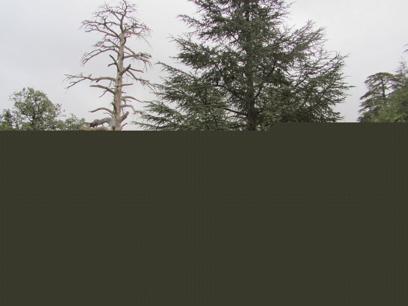 tbn_IMG_2968.jpg